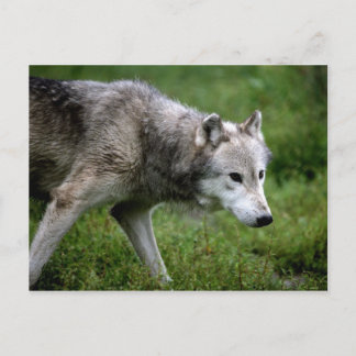 Grey wolf, wolf postcard
