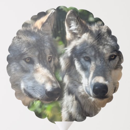 Grey Wolves in the Wild Balloon