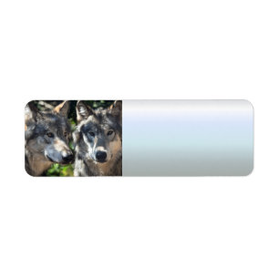 Grey Wolves in the Wild Label