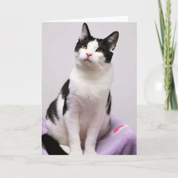 Greyfoot Cat Rescue Black And White Tuxedo Card by GreyfootCatRescue at Zazzle