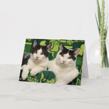 Greyfoot Cat Rescue Black & White Brothers Card by GreyfootCatRescue at Zazzle