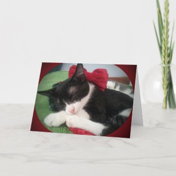 Greyfoot Cat Rescue Black & White Holiday Card by GreyfootCatRescue at Zazzle