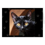 Greyfoot Cat Rescue Bombay Cat Card at Zazzle