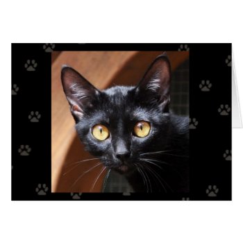Greyfoot Cat Rescue Bombay Cat Card by GreyfootCatRescue at Zazzle