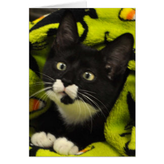 Greyfoot Cat Rescue Bowtie Tuxedo Card