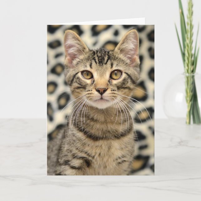 Greyfoot Cat Rescue Brown Tabby Card (Front)