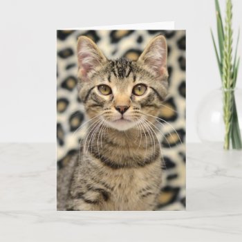 Greyfoot Cat Rescue Brown Tabby Card by GreyfootCatRescue at Zazzle