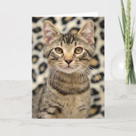 Greyfoot Cat Rescue Brown Tabby Card
