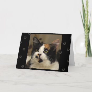 Greyfoot Cat Rescue Calico Greeting Card by GreyfootCatRescue at Zazzle