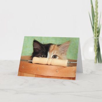 Greyfoot Cat Rescue Calico Kitten Card by GreyfootCatRescue at Zazzle