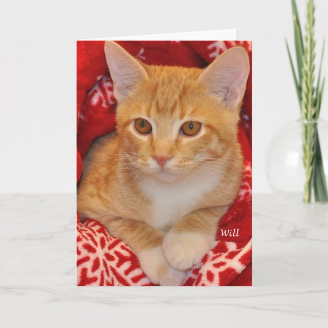Greyfoot Cat Rescue Holiday Orange Tabby Card (Front)