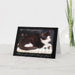 Greyfoot Cat Rescue Life Is A Piano Card at Zazzle