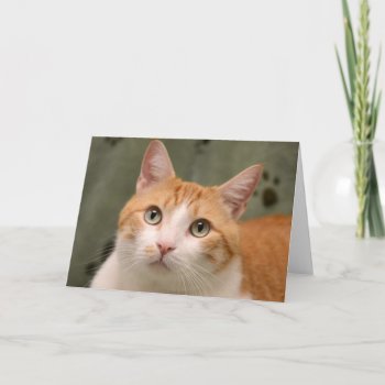 Greyfoot Cat Rescue Orange & White Kitty Card by GreyfootCatRescue at Zazzle