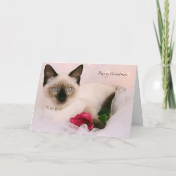 Greyfoot Cat Rescue Siamese Merry Christmas Card by GreyfootCatRescue at Zazzle