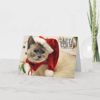 Greyfoot Cat Rescue Siamese Santa Card by GreyfootCatRescue at Zazzle