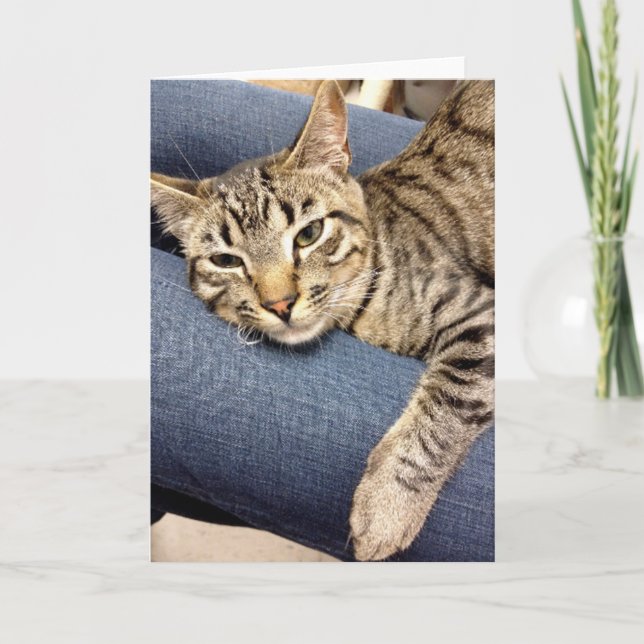 Greyfoot Cat Rescue Silver Grey Tabby Card (Front)
