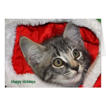 Greyfoot Cat Rescue Silver Grey Tabby Card by GreyfootCatRescue at Zazzle