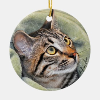 Greyfoot Cat Rescue Silver Grey Tabby Ornament by GreyfootCatRescue at Zazzle