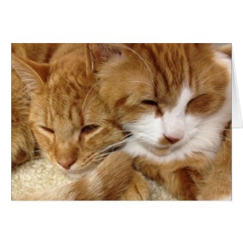 Greyfoot Cat Rescue Sleepy Kitties Card by GreyfootCatRescue at Zazzle