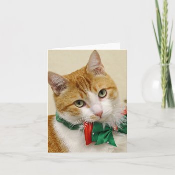 Greyfoot Cat Rescue Tabby Christmas Greeting Card by GreyfootCatRescue at Zazzle