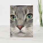 Greyfoot Cat Rescue - Those Eyes - Greeting Card at Zazzle