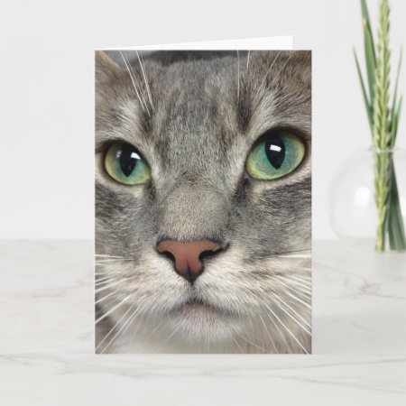 Greyfoot Cat Rescue - Those Eyes - Greeting Card