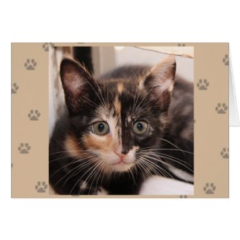Greyfoot Cat Rescue Tortie Card by GreyfootCatRescue at Zazzle