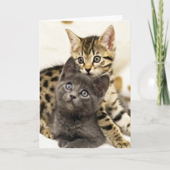 Greyfoot Cat Two Cute Kittens Greeting Card by GreyfootCatRescue at Zazzle