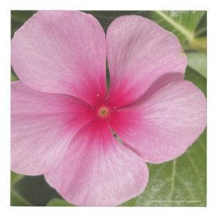 greyforaday Piink Floral Print