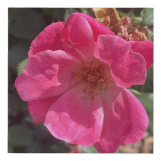 greyforaday Pink Floral Print