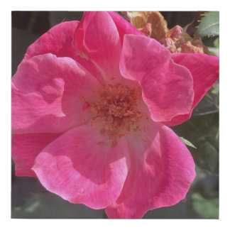 greyforaday Pink Floral Print