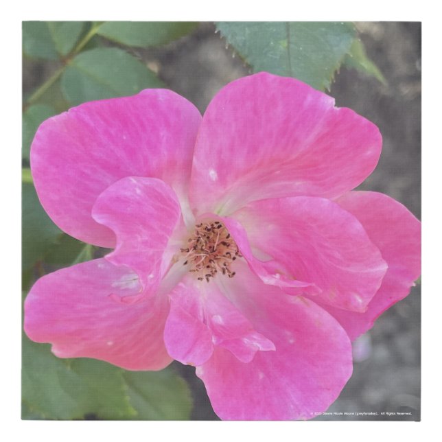 greyforaday Purple Floral Print (Front)