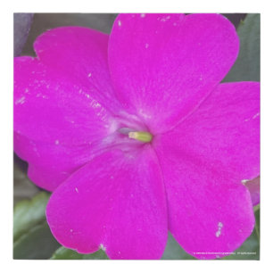 greyforaday Purple Floral Print