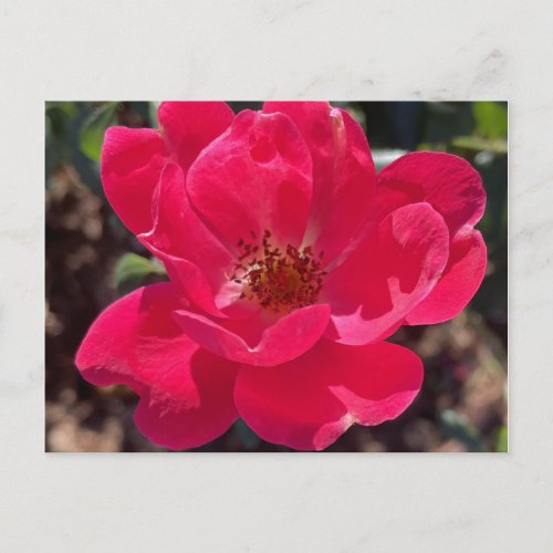 greyforaday Red Floral Card