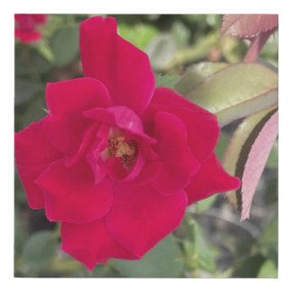 greyforaday Red Floral Print