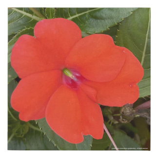 greyforaday Red Floral Print