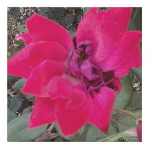 greyforaday Red Floral Print