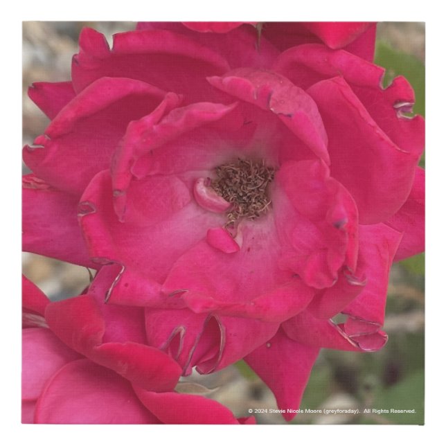 greyforaday Red Floral Print (Front)