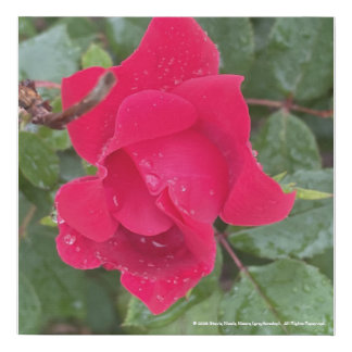 greyforaday Red Floral Print