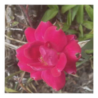 greyforaday Red Floral Print