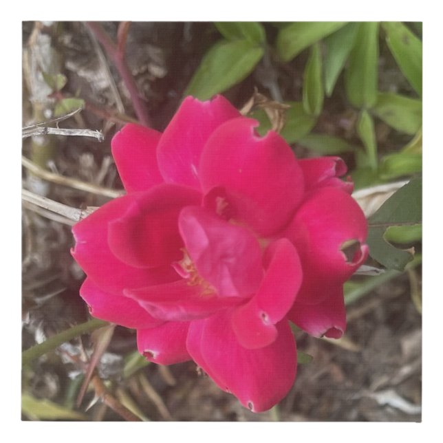 greyforaday Red Floral Print (Front)