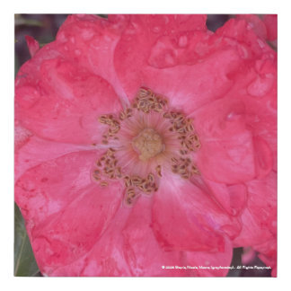 greyforaday Red Floral Print