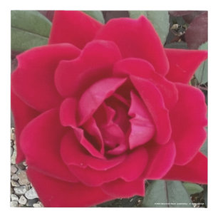 greyforaday Red Floral Print