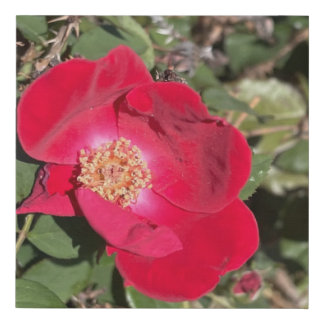 greyforaday Red Floral Print