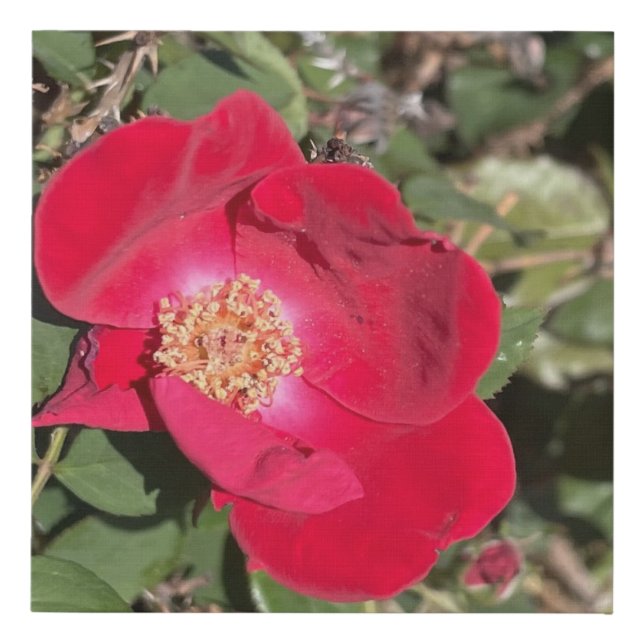 greyforaday Red Floral Print (Front)