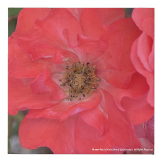 greyforaday Red Floral Print