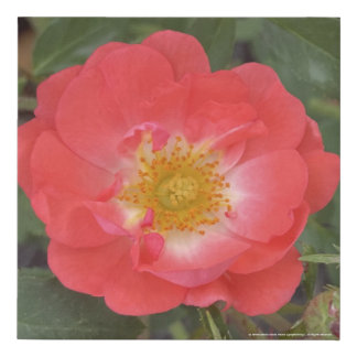 greyforaday Red Floral Print