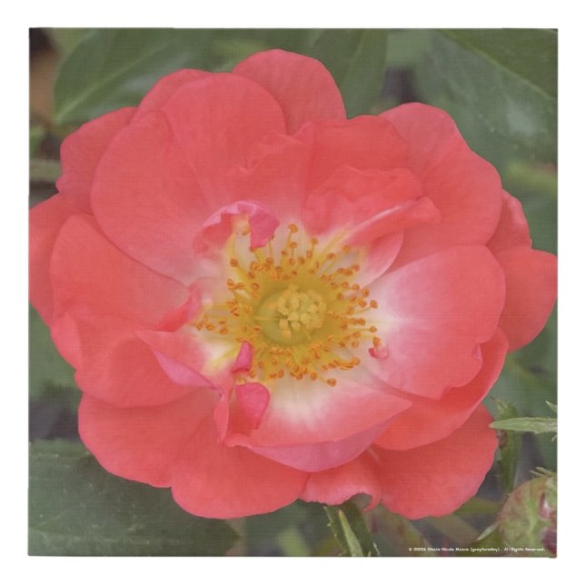 greyforaday Red Floral Print (Front)