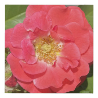 greyforaday Red Floral Print
