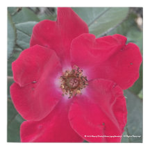 greyforaday Red Floral Print